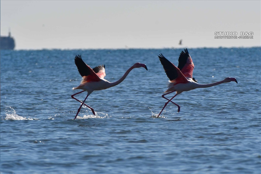 ARGOLIDA O XIONIAS EFERE FLAMINGKO11