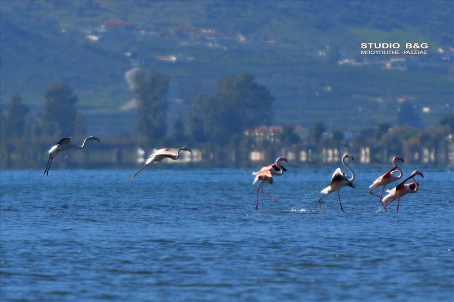 ARGOLIDA O XIONIAS EFERE FLAMINGKO13