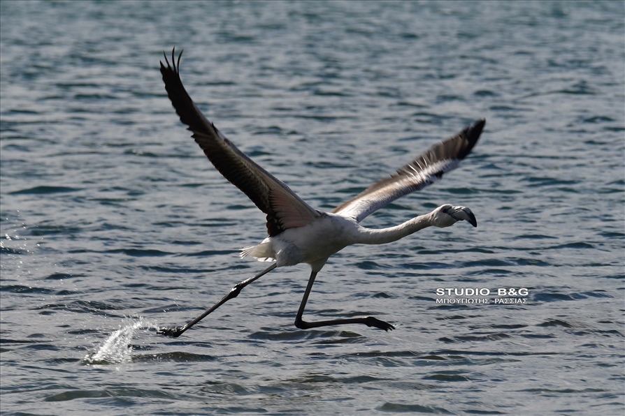 ARGOLIDA O XIONIAS EFERE FLAMINGKO14