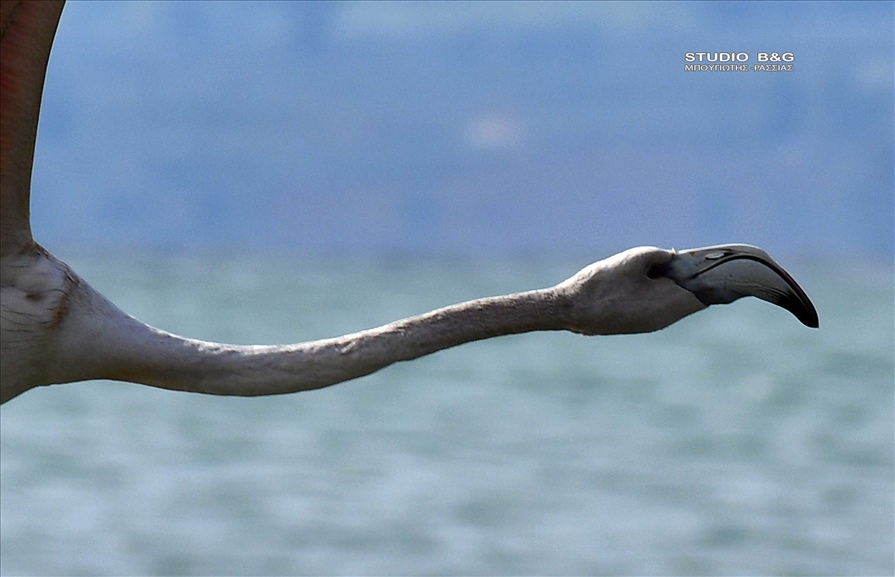 ARGOLIDA O XIONIAS EFERE FLAMINGKO16