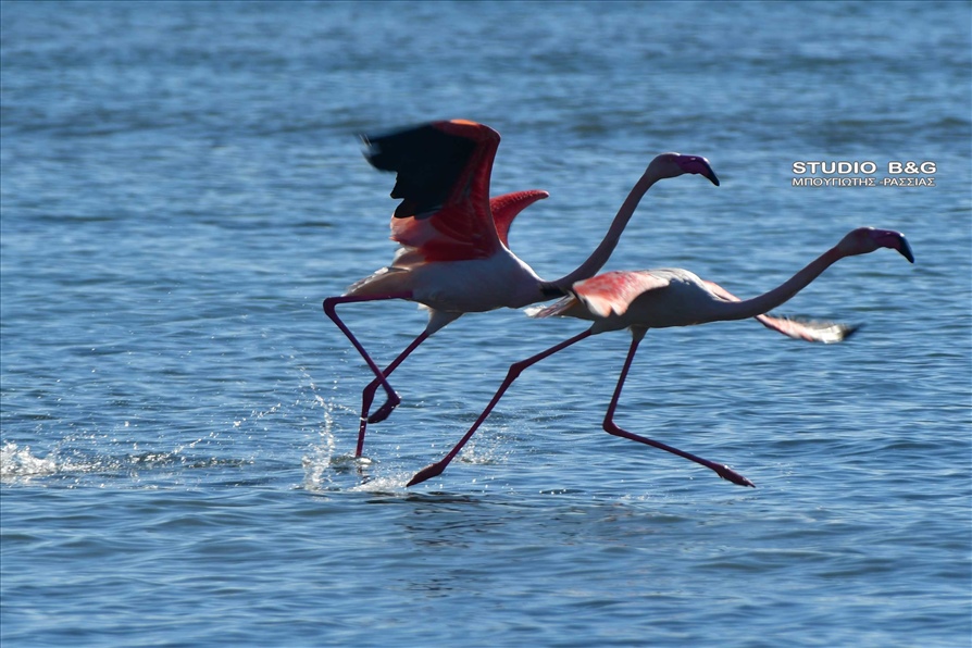 ARGOLIDA O XIONIAS EFERE FLAMINGKO3