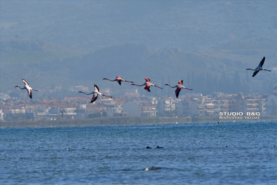 ARGOLIDA O XIONIAS EFERE FLAMINGKO9