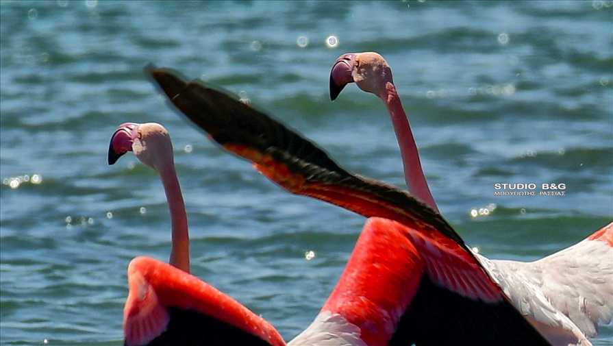 ARGOLIDA FLAMINGKO PARALIA16