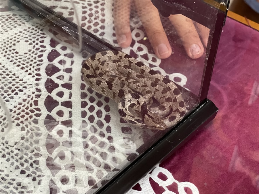 233746959 272924721344912 2524100566816821382 n